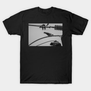 Pigeon #1 T-Shirt